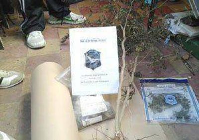 Secuestran marihuana en el barrio 9 de Julio