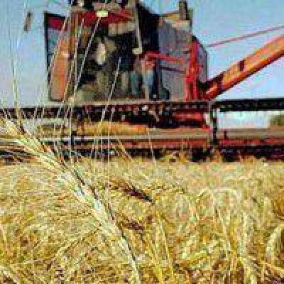 Dr�stica ca�da de la superficie sembrada con trigo en el Chaco: solo 63.570 hect�reas