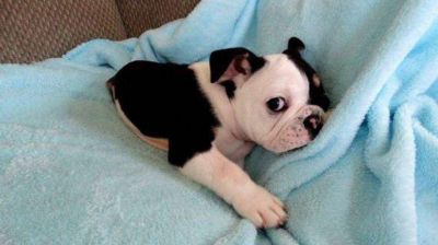 La conmovedora historia del bulldog de apenas tres meses que perdi� la mitad de su cuerpo