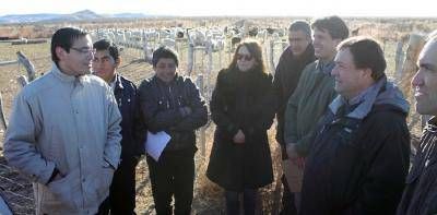 Con la entrega de 500 cabras, la Provincia fortalece el repoblamiento ganadero en la Regi�n Sur