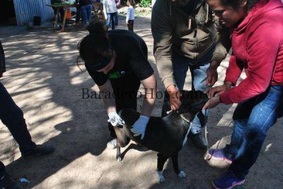 Actitud Animal Baradero asistiendo animales dom�sticos en el Impenetrable chaque�o�