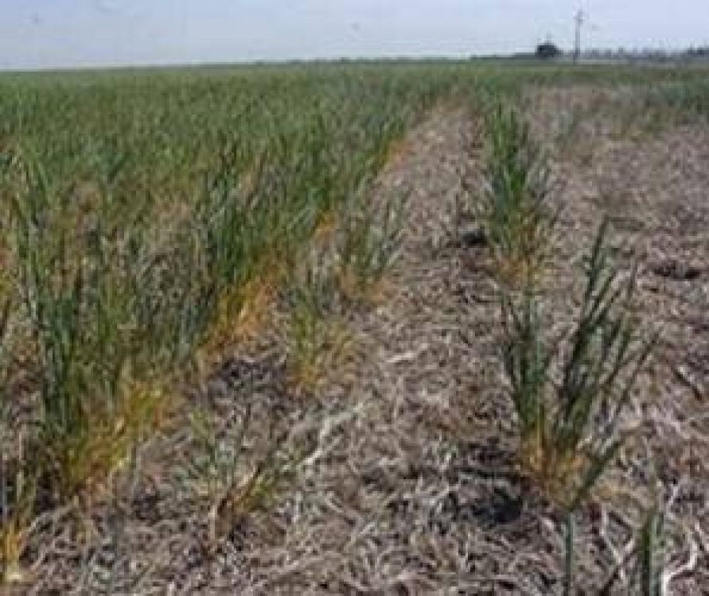 Extienden el programa de est�mulo a peque�os productores