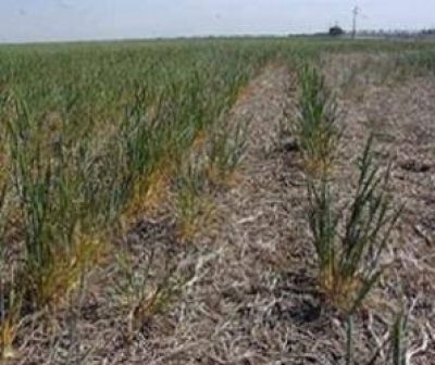 Extienden el programa de est�mulo a peque�os productores
