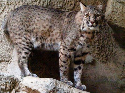Ins�lito: se robaron dos gatos monteses del zool�gico de Mendoza
