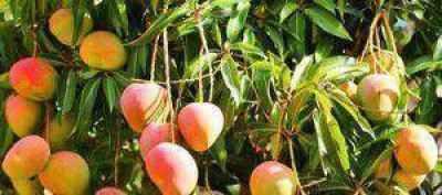 Se triplic� el �rea de siembra de mango en Jujuy