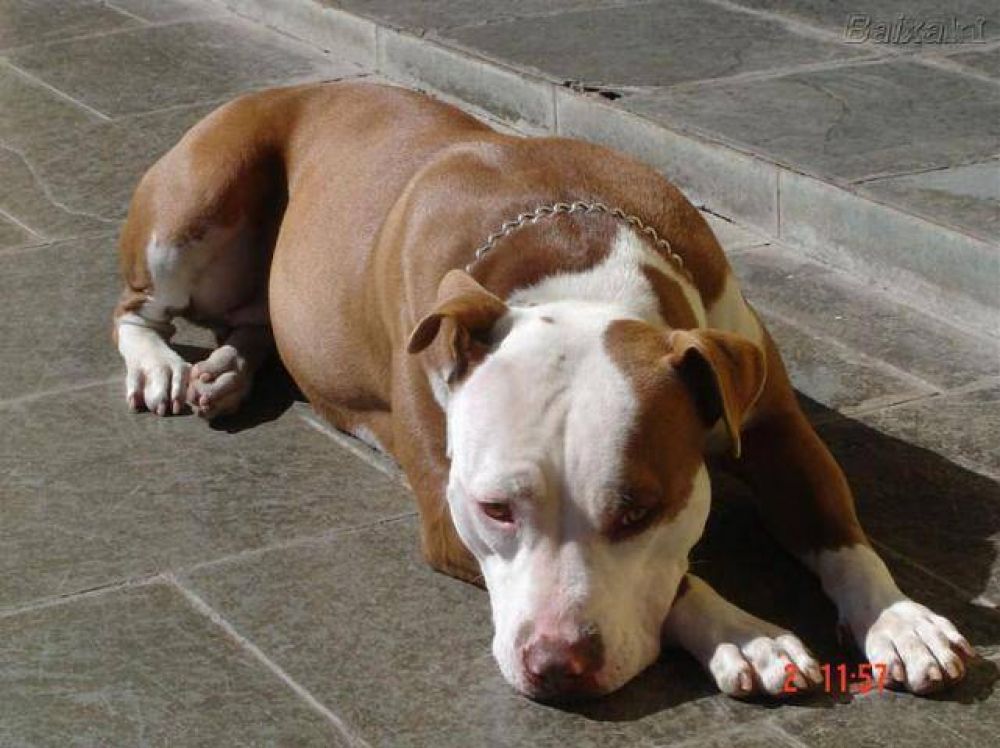 Vecinos atemorizados por un pitbull