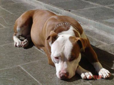 Vecinos atemorizados por un pitbull