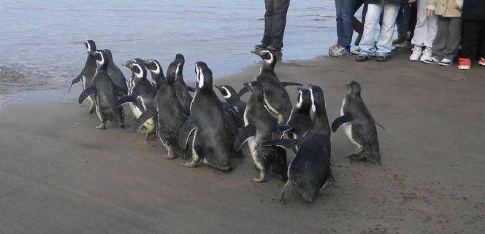 Se liberar�n 20 ping�inos recuperados por el centro de rehabilitaci�n de Aquarium Mar del Plata