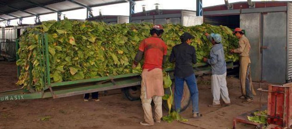 Tabacaleros perciben su paga por acopio