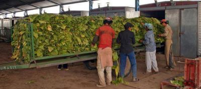 Tabacaleros perciben su paga por acopio