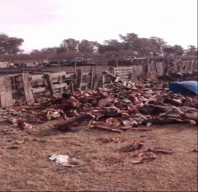 Crianza de cerdos en Tres Lomas, en la m�s absoluta mugre