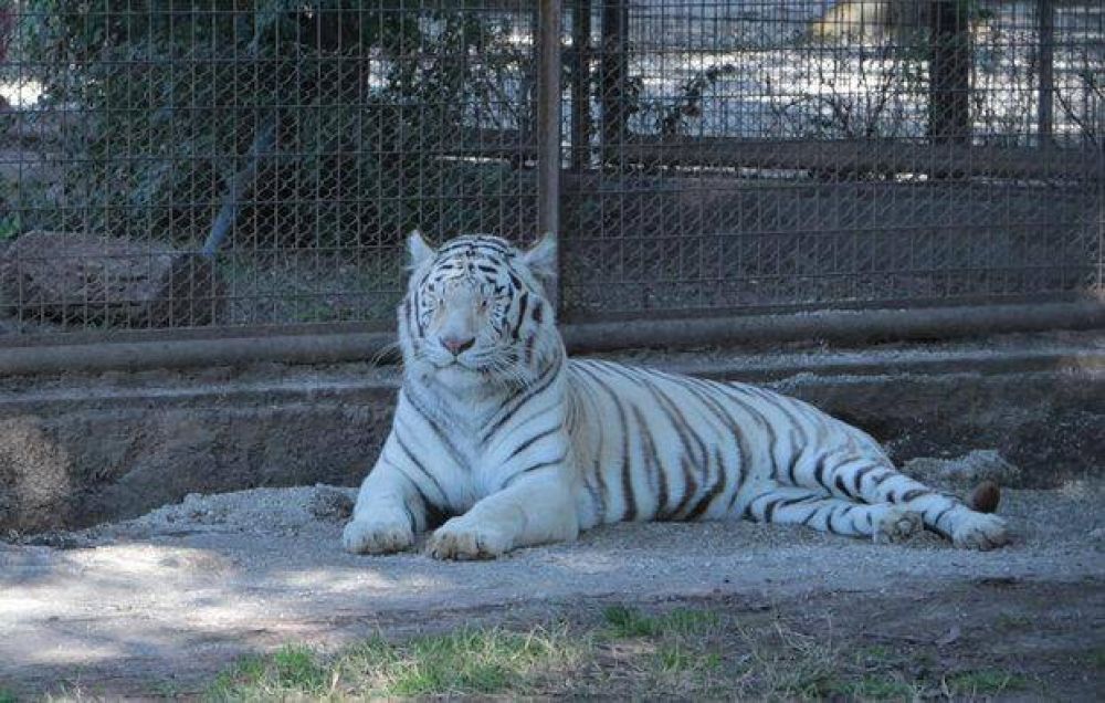 Kiara, la tigresa de Bengala blanca que cautiva con su belleza en el Zoo