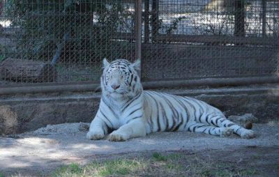 Kiara, la tigresa de Bengala blanca que cautiva con su belleza en el Zoo