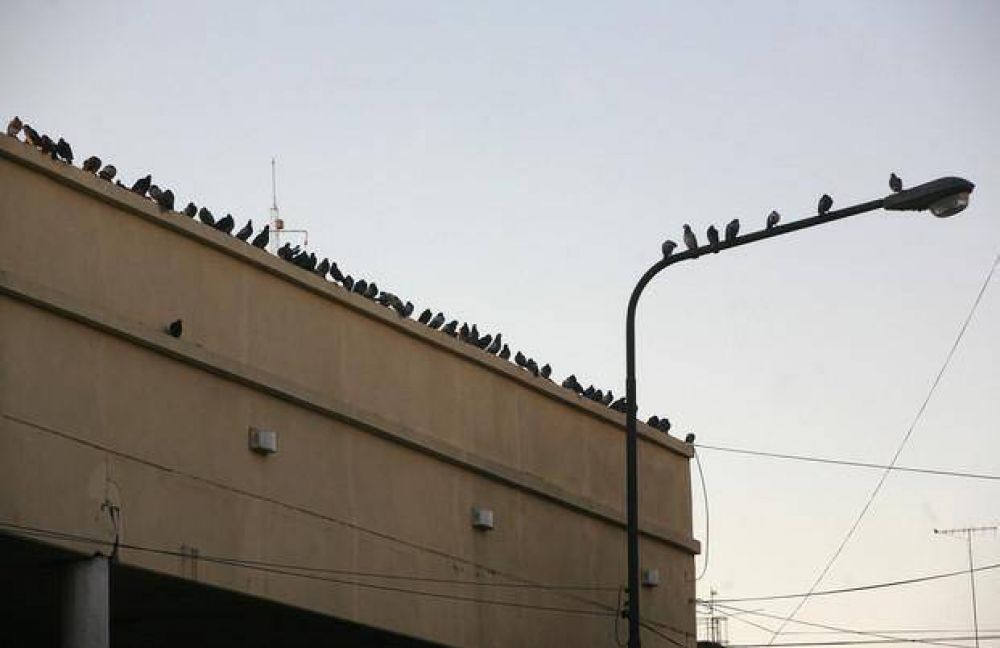 En la Terminal de Micros, ya no saben c�mo frenar a las palomas