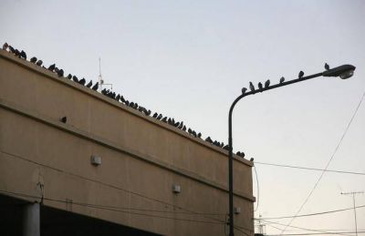 En la Terminal de Micros, ya no saben c�mo frenar a las palomas