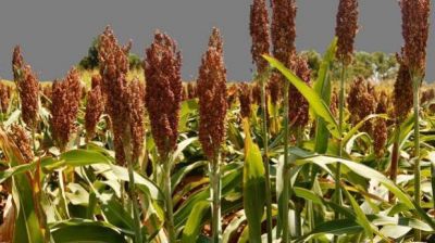 Se produjo una nueva ca�da en la producci�n de sorgo en Entre R�os 