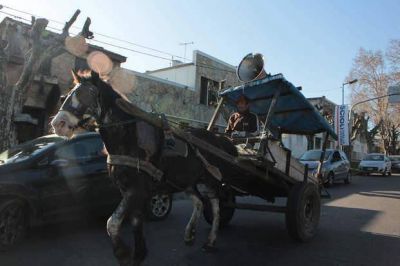 Calculan que unos 1.500 carros a caballo circulan por las calles