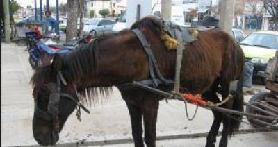Alperovich vet� una ley de protecci�n de animales