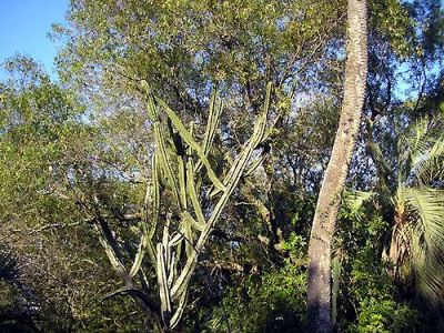 La Rioja sancion� la ley provincial de Bosques Nativos