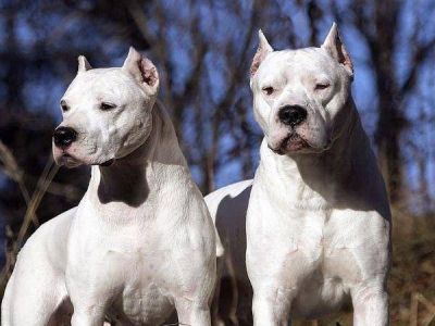 Un vigilador muri� atacado por nueve perros