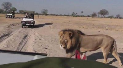 Mat� al le�n m�s amado de �frica y ahora es el m�s odiado de Facebook