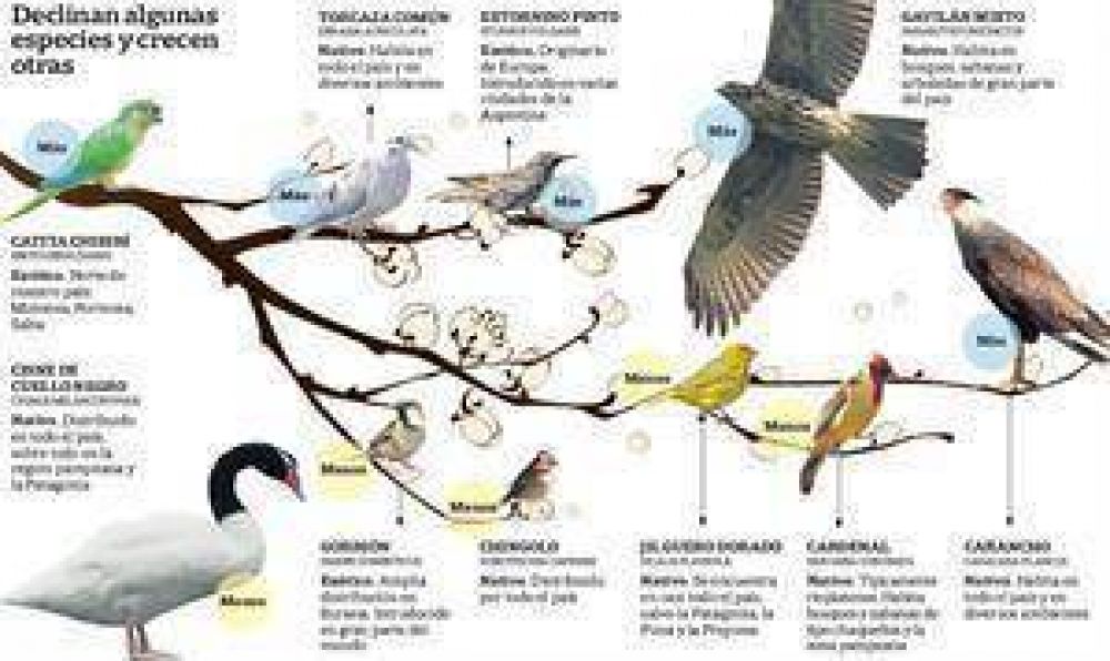 Jungla urbana: en la ciudad hay m�s aves rapaces y menos gorriones