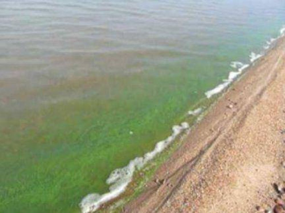  La CARU realizar una Jornada sobre Floraciones Algales Nocivas en el Ro Uruguay 