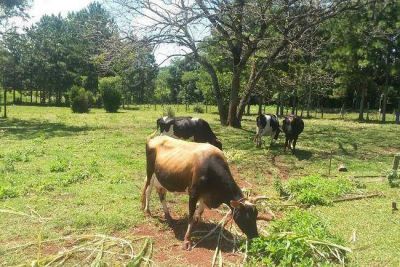 Hasta el viernes, saneamiento y control de brucelosis y tuberculosis en Misiones