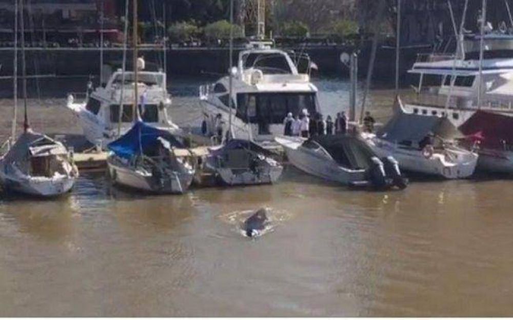 Ballena en Puerto Madero: Prefectura gu�a su regreso al mar