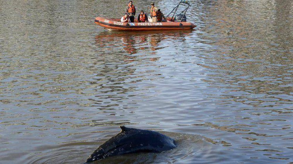 La ballena de Puerto Madero sali� del dique y ahora buscan guiarla al mar