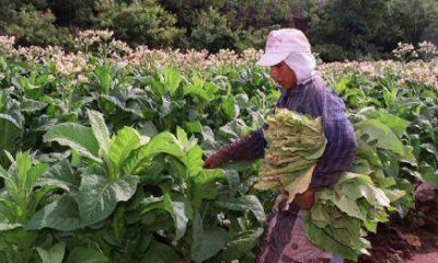 Alem: Productores de t� cortaron una calzada de la Ruta 14