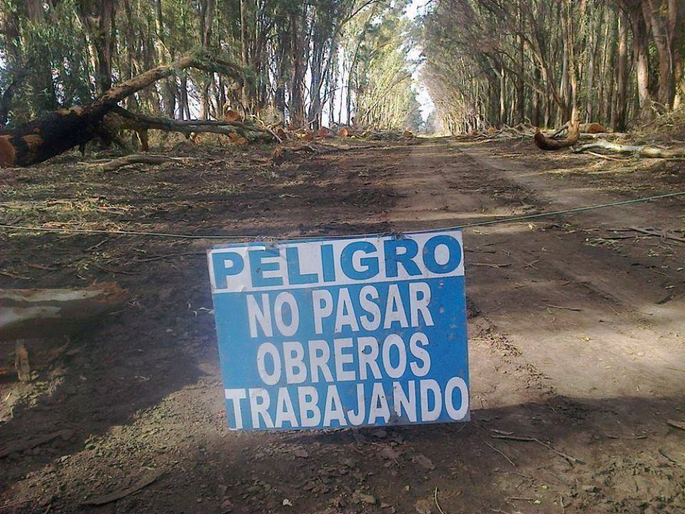 Tala en el Vivero de Claromec�: �sinceramente, es devastador�
