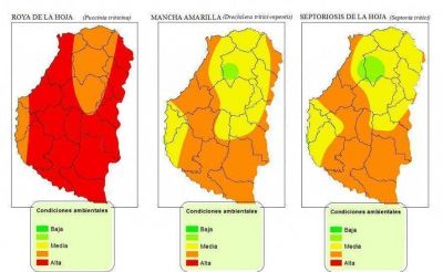 Emiten un alerta por enfermedades del trigo en la provincia 
