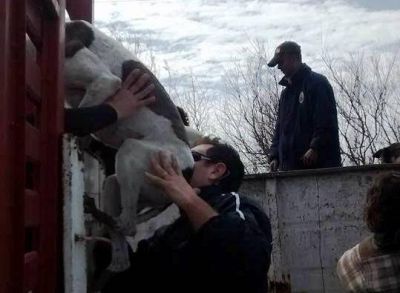 Bomberos rescataron m�s de 200 perros del predio de FUNDAPAB