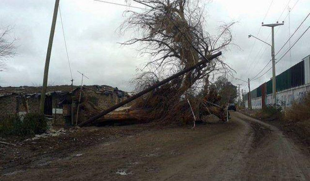 Un �rbol cay�, quebr� un poste telef�nico y qued� colgado entre cables