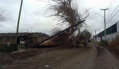 Un �rbol cay�, quebr� un poste telef�nico y qued� colgado entre cables