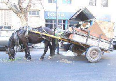 En la ciudad ya no podr�n circular carros traccionados por animales