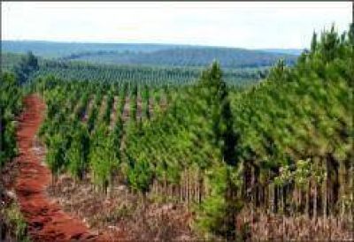 Llegar�n diez millones de d�lares para potenciar el desarrollo forestal de la provincia