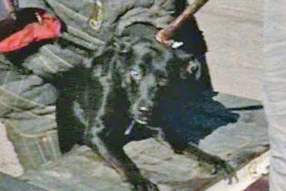 Un pitbull le arranc� la oreja a su due�a y fractur� a sus hijos