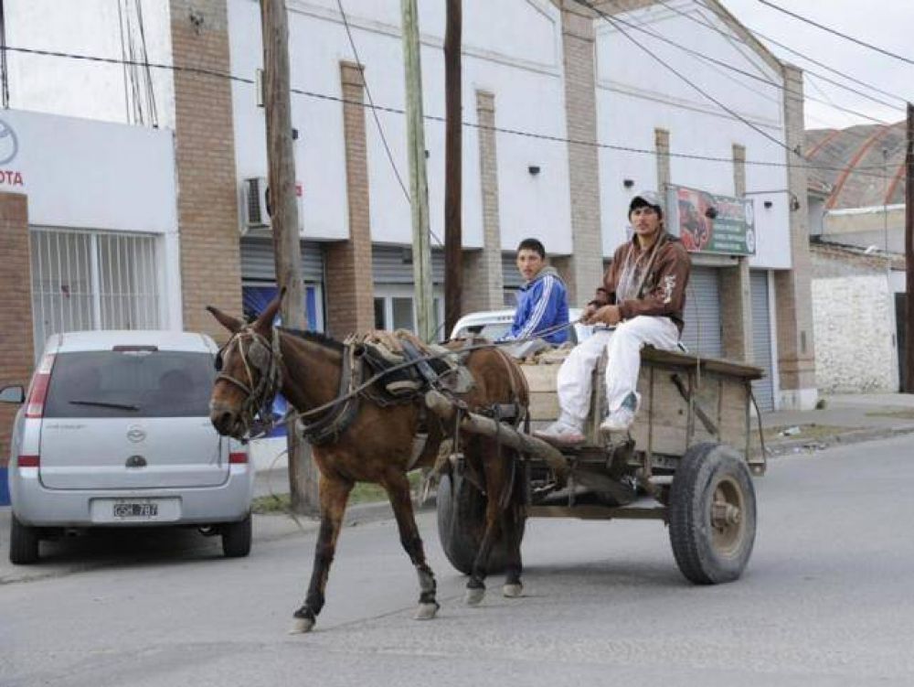 El beneficio es para el caballo, el cartonero y para la ciudad