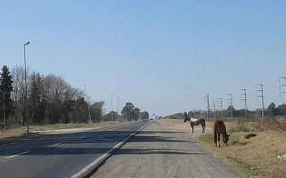 Arrecifes: Chocaron contra un caballo suelto en Ruta 8