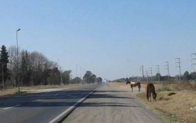 Arrecifes: Chocaron contra un caballo suelto en Ruta 8