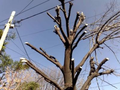Se termina la campa�a de poda