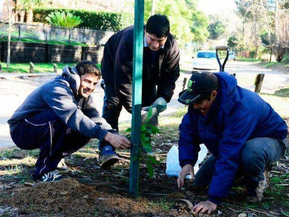 Contin�an plantando �rboles frutales en las plazas geselinas
