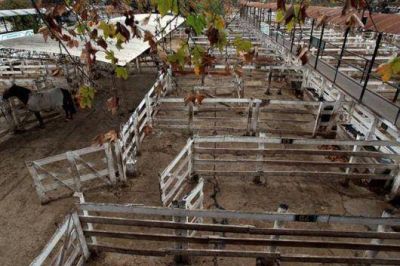El campo y su medida de fuerza en marcha
