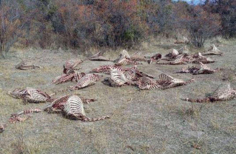 Invesitigan masiva matanza y faena de ciervos en el Parque Nahuel Huapi