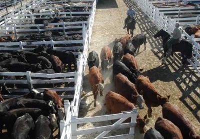 Alta adhesi�n al paro del campo pero no habr� movilizaci�n