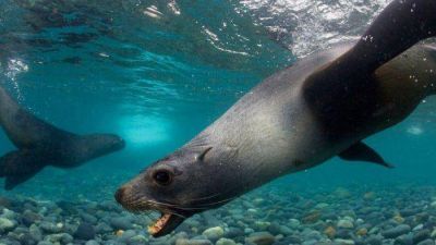 Muerte de dos lobos marinos en el Zool�gico porte�o