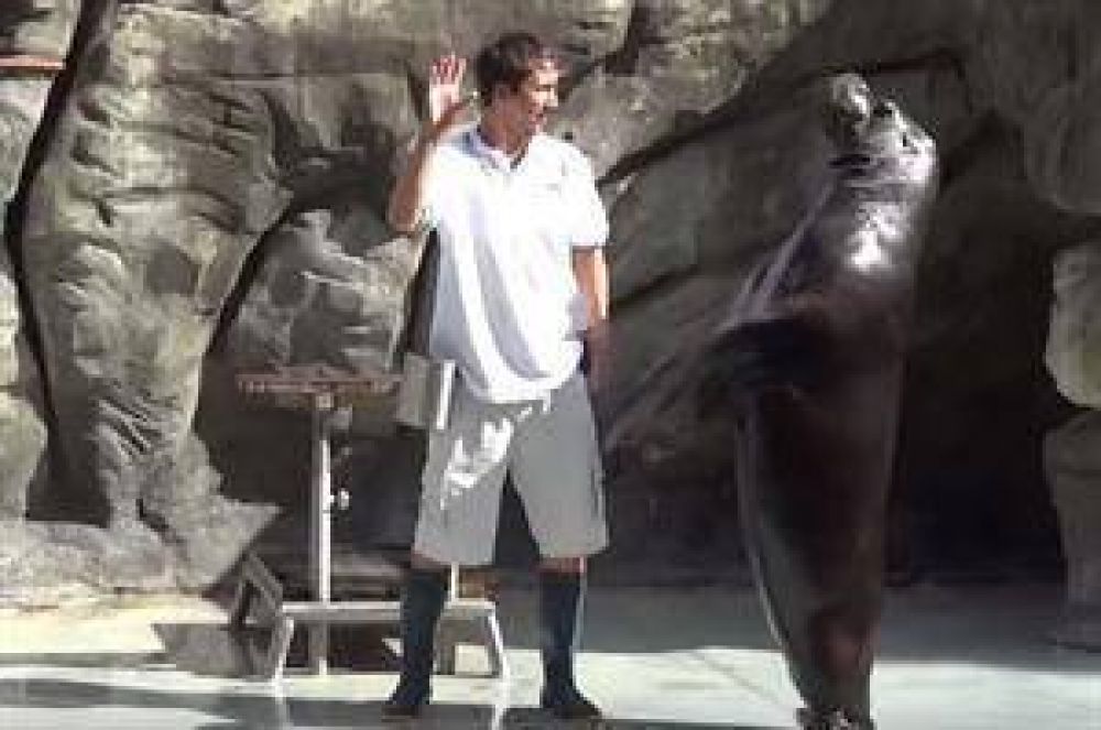 Protestar�n frente al zool�gico por la muerte de dos lobos marinos