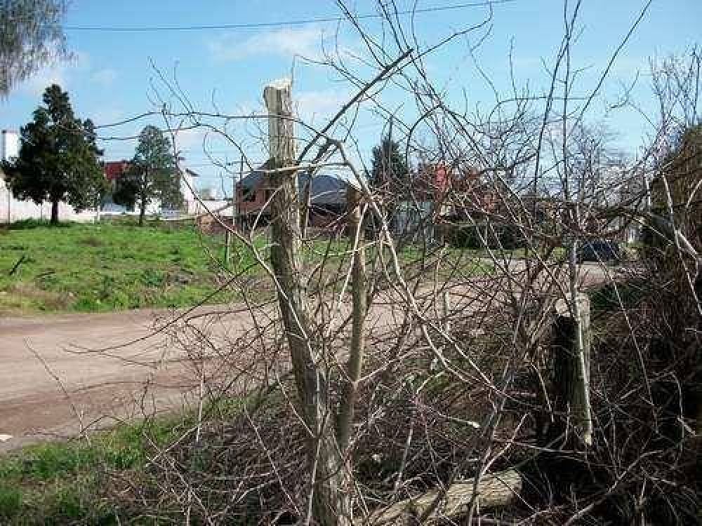 Queja de vecinos por poda de �rboles